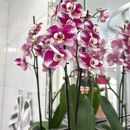 Apartament Appartement-brandung-02